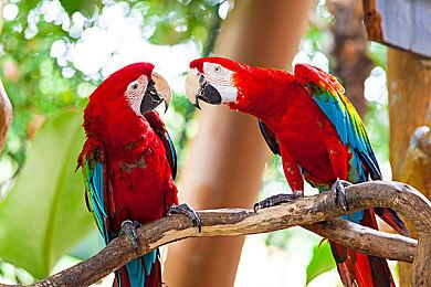 恐怖新作《Saborus》公布 扮演小鸡逃离屠宰场